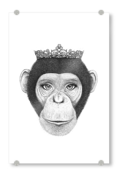 Acrylglasbild "Monkey Queen" artboxONE - Tiere,Schwarzweiß,Für Mama,Lustig - Monkey,Queen,Black and white,Royal,Ape