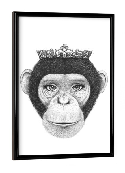 Poster mit schwarzem Rahmen "Monkey Queen" artboxONE - Tiere,Schwarzweiß,Für Mama,Lustig - Monkey,Queen,Black and white,Royal,Ape
