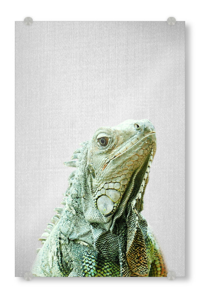 Acrylglasbild "Iguana - Colorful" artboxONE - Tiere