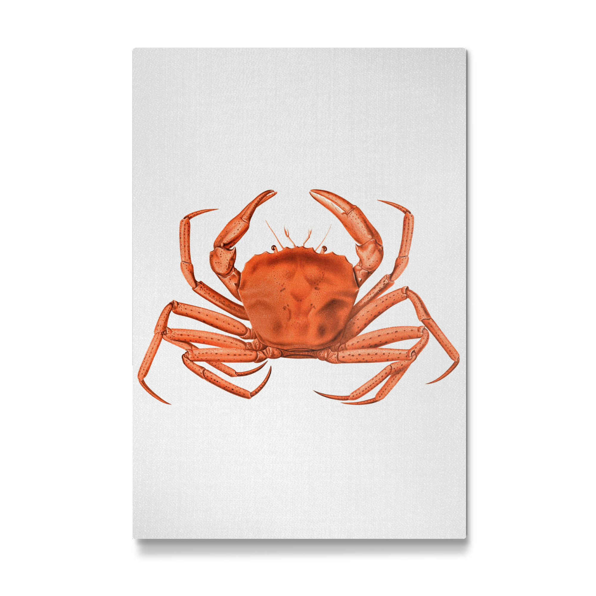 Galerie-Print "Crab - Watercolor" 30x20 cm artboxONE
