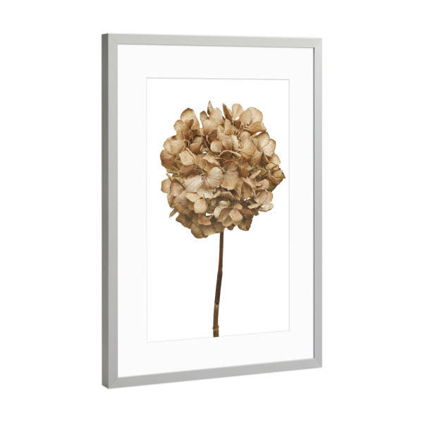 Poster mit Rahmen Silber "Hortensienblüte" artboxONE - Natur,Floral