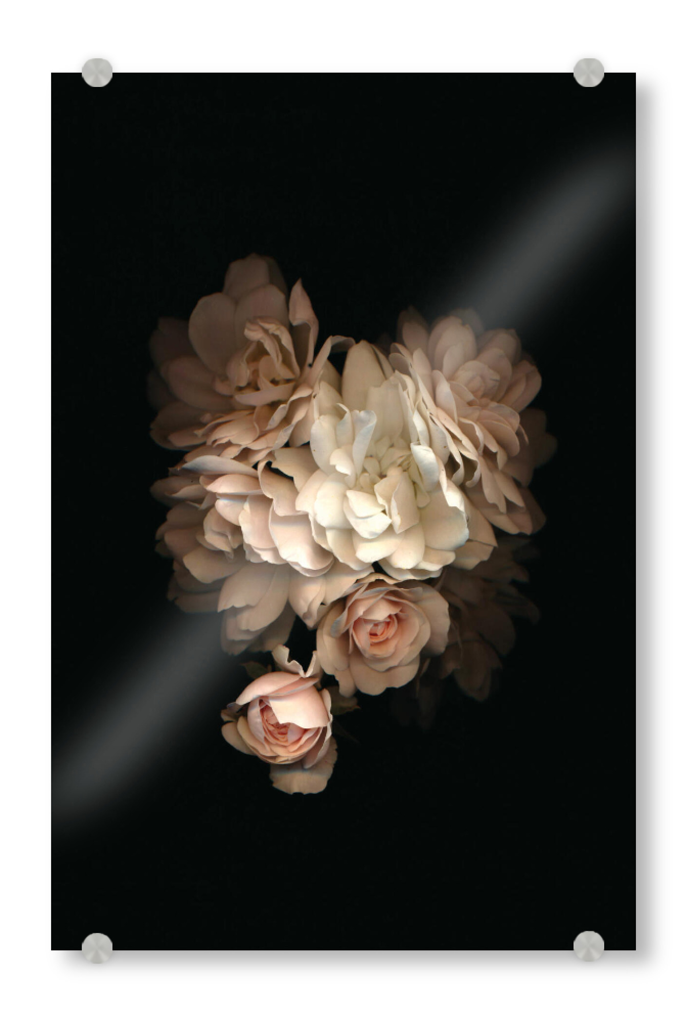 Acrylglasbild "Kayleigh" artboxONE - Floral - Blüten,Flower,Leidenschaft,Liebe,Soul,Seele,Nature,Natur,Beauty,Art,Darkart,Black,Rose,Blossom,Blume