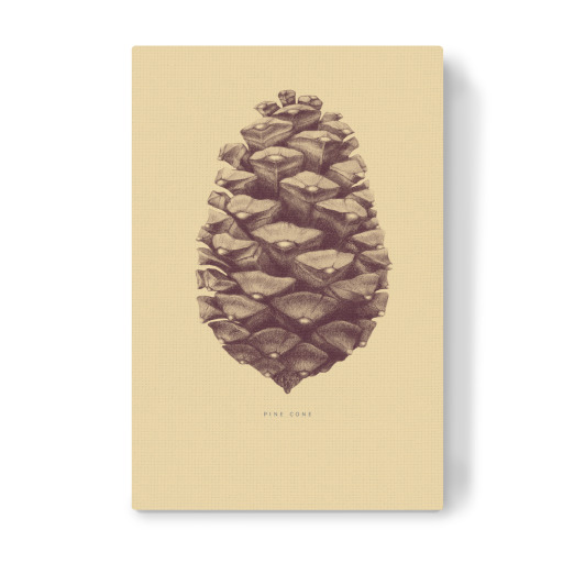 Beautiful pine cone yellow Beautiful pine cone yellow