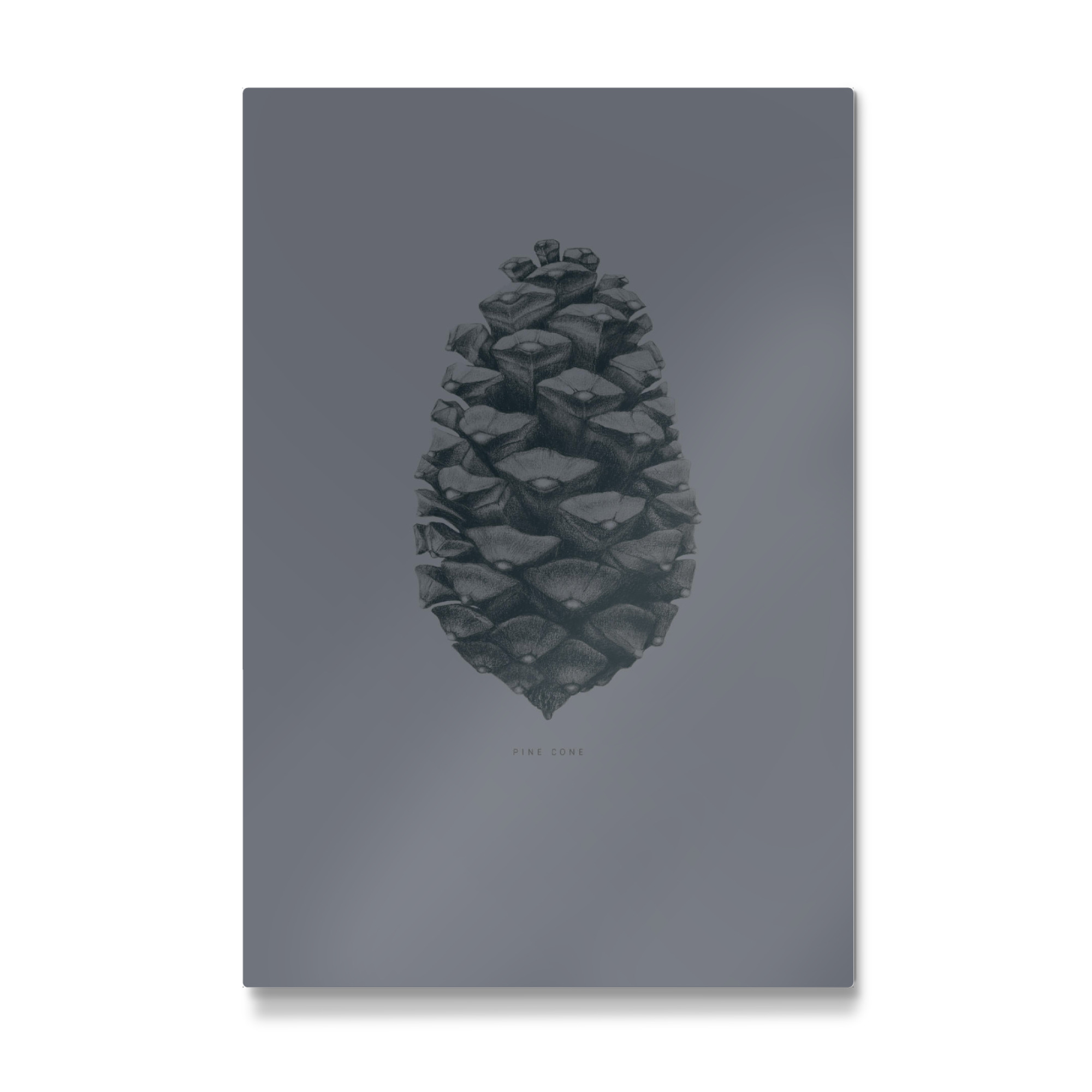 Galerie-Print "Beautiful pine cone gray" 30x20 cm artboxONE