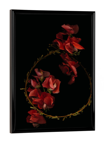 Poster mit schwarzem Rahmen "Aniani" artboxONE - Natur,Floral - Flower,Blumen,Wicken,Rot,Red,Beauty,Darkness,Darkart