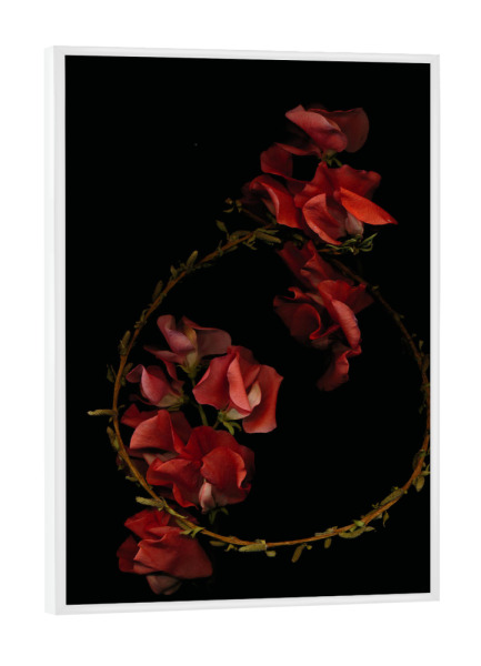Poster mit weißem Rahmen "Aniani" artboxONE - Natur,Floral - Flower,Blumen,Wicken,Rot,Red,Beauty,Darkness,Darkart