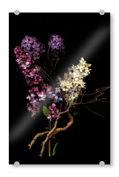 Acrylglasbild "Anais" artboxONE - Natur,Floral,Liebe,Buchstaben / B,Buchstaben / F