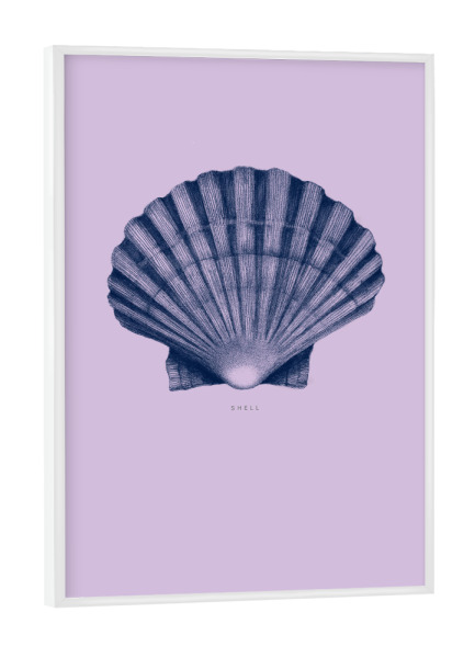 Poster mit weißem Rahmen "Beautiful shell purple" artboxONE - Natur,Floral,Für Mama