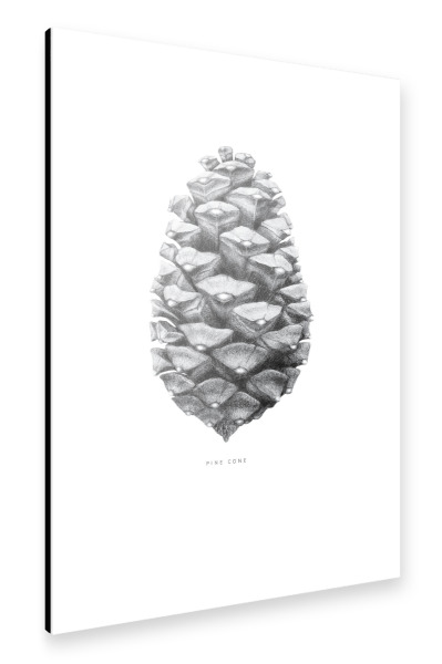 Alu-Dibond "Beautiful pine cone black" 30x20 cm artboxONE