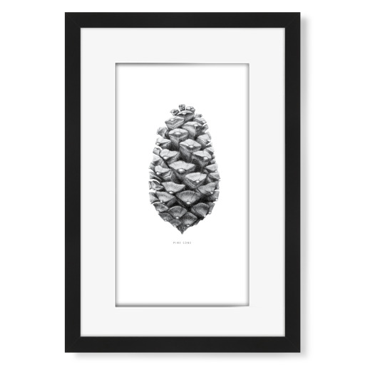 Beautiful pine cone black