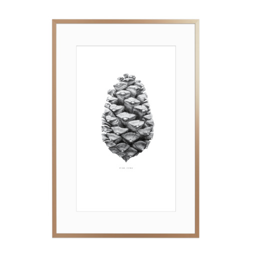 Beautiful pine cone black