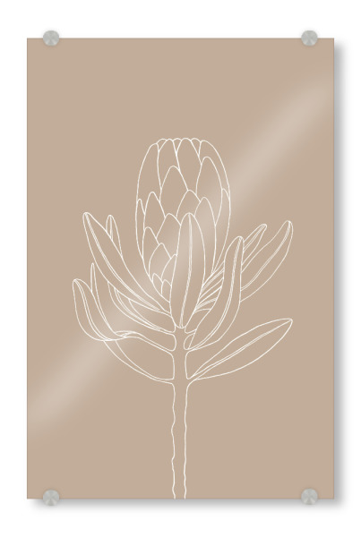 Acrylglasbild "Beautiful protea beige" artboxONE - Natur,Floral,Für Mama