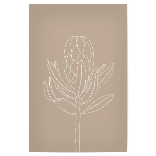 Beautiful protea beige