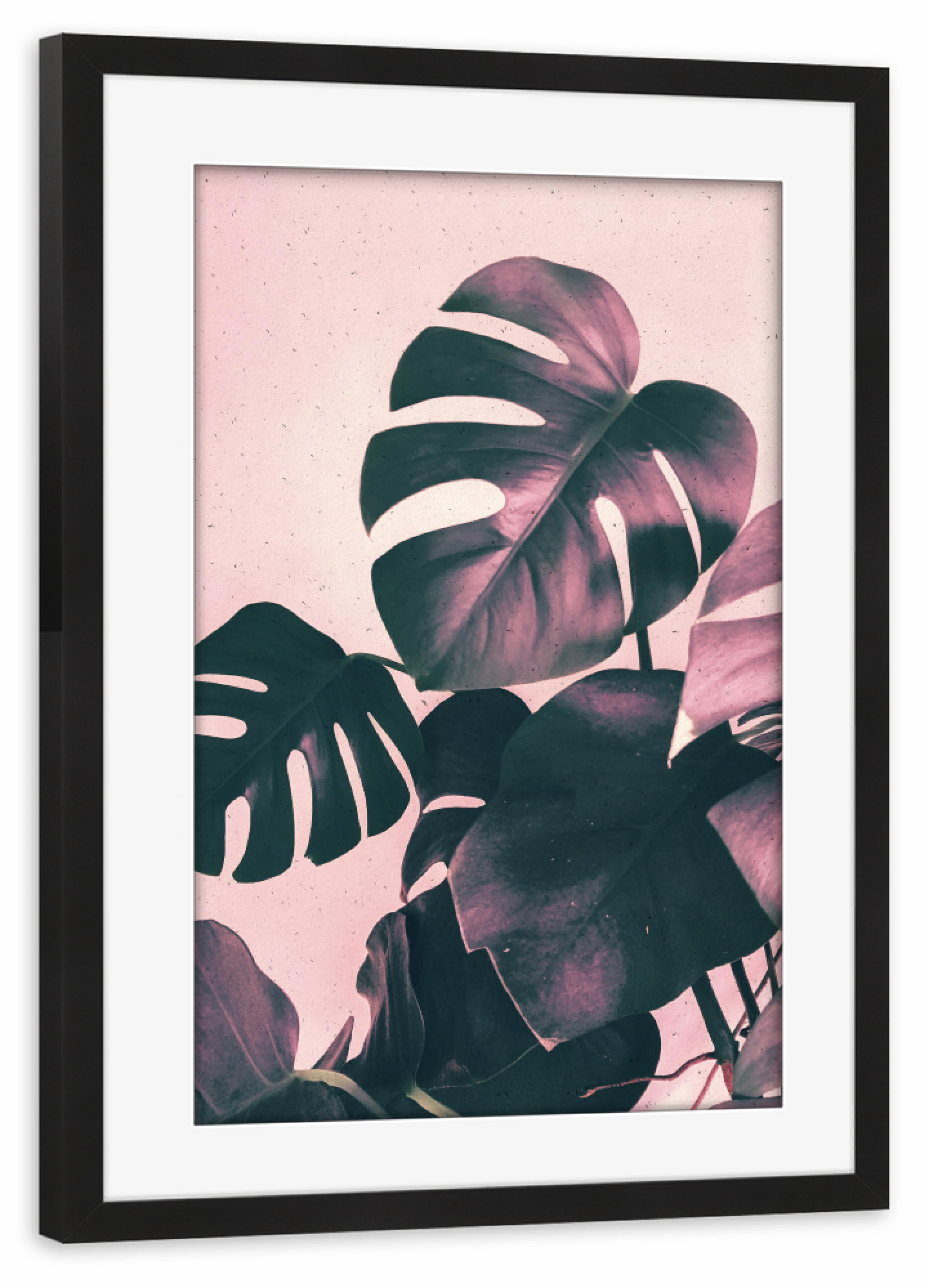 Poster mit Rahmen schwarz "Pink Shadows Monstera" artboxONE - Natur,Floral - Pink,Rose,Leaf,Leaves,Monstera,Tropical,Plant