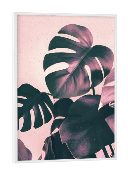 Poster mit weißem Rahmen "Pink Shadows Monstera" artboxONE - Natur,Floral - Pink,Rose,Leaf,Leaves,Monstera,Tropical,Plant