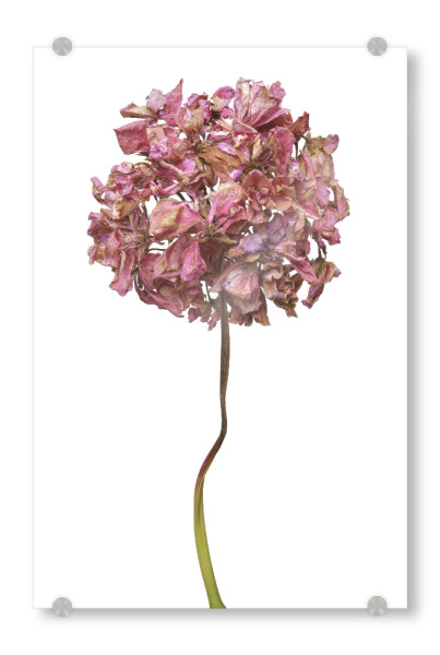 Acrylglasbild "Geranienblüte" artboxONE - Floral - Natur,Pflanze,Botanik,Pelargonium grandiflorum,Pelargonie,Geranie,Blüte,Herbst,Trocken