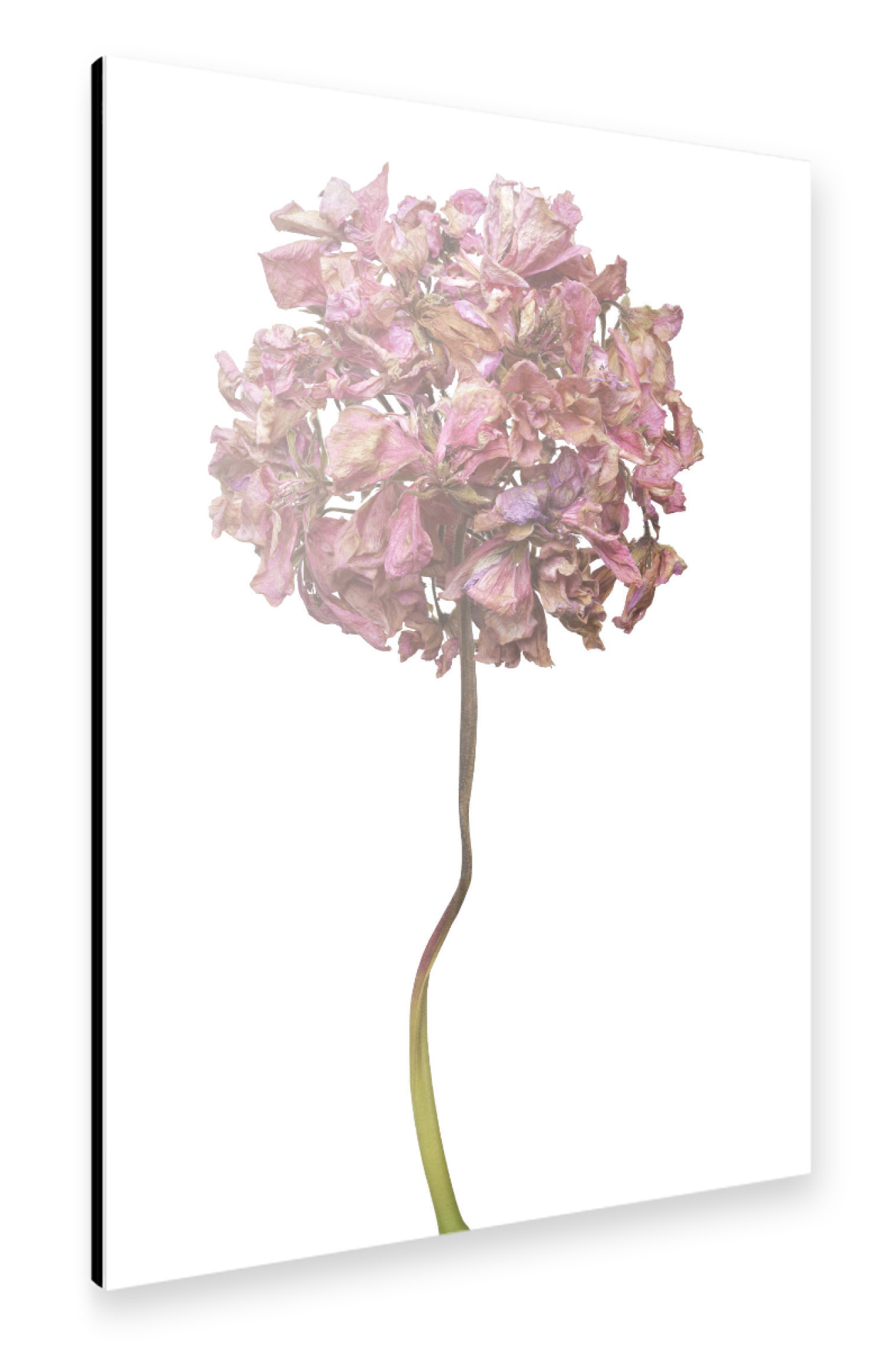 Alu-Dibond "Geranienblüte" 30x20 cm artboxONE