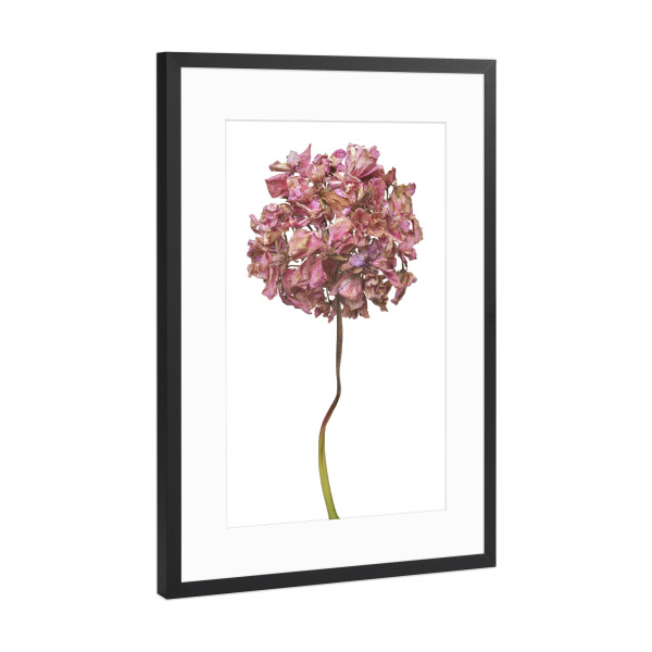 Poster mit Rahmen Schwarz (Metallic) "Geranienblüte" artboxONE - Floral