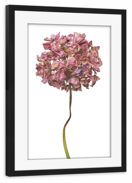 Poster mit Rahmen schwarz "Geranienblüte" artboxONE - Floral - Natur,Pflanze,Botanik,Pelargonium grandiflorum,Pelargonie,Geranie,Blüte,Herbst,Trocken