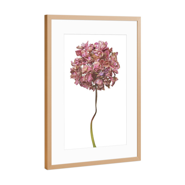 Poster mit Rahmen Kupfer "Geranienblüte" artboxONE - Floral - Natur,Pflanze,Botanik,Pelargonium grandiflorum,Pelargonie,Geranie,Blüte,Herbst,Trocken