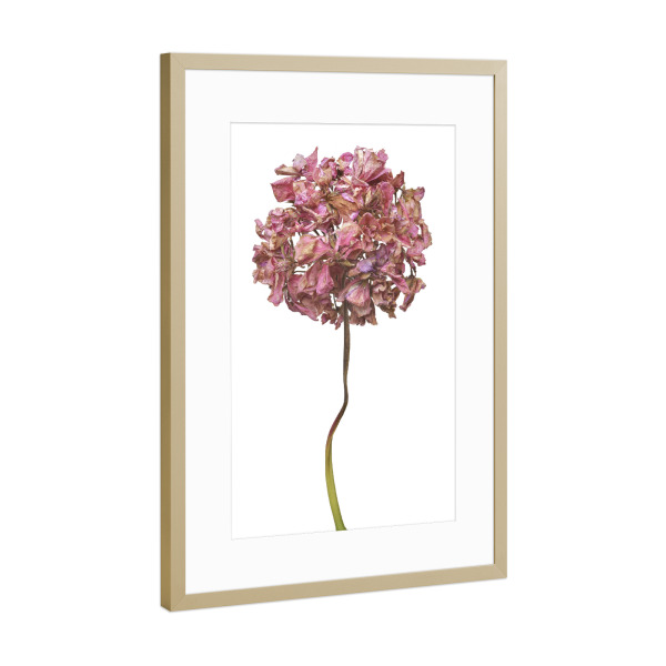 Poster mit Rahmen Gold "Geranienblüte" artboxONE - Floral - Natur,Pflanze,Botanik,Pelargonium grandiflorum,Pelargonie,Geranie,Blüte,Herbst,Trocken