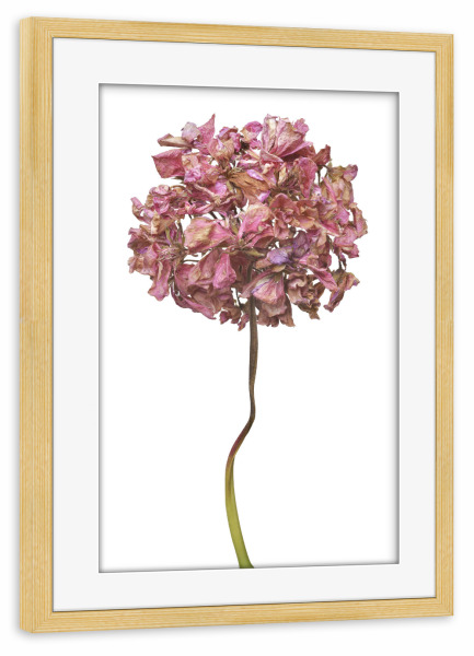 Poster mit Rahmen kiefer "Geranienblüte" artboxONE - Floral - Natur,Pflanze,Botanik,Pelargonium grandiflorum,Pelargonie,Geranie,Blüte,Herbst,Trocken