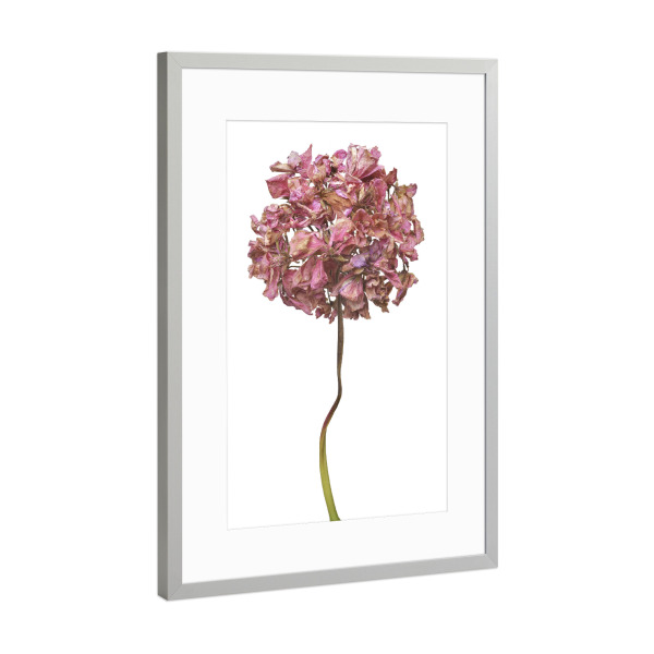 Poster mit Rahmen Silber "Geranienblüte" artboxONE - Floral - Natur,Pflanze,Botanik,Pelargonium grandiflorum,Pelargonie,Geranie,Blüte,Herbst,Trocken