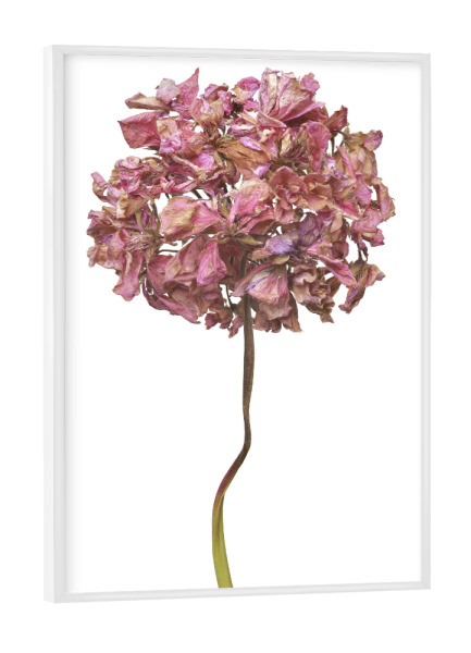 Poster mit weißem Rahmen "Geranienblüte" artboxONE - Floral - Natur,Pflanze,Botanik,Pelargonium grandiflorum,Pelargonie,Geranie,Blüte,Herbst,Trocken