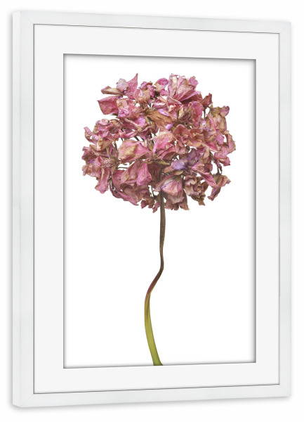 Poster mit Rahmen weiß "Geranienblüte" artboxONE - Floral - Natur,Pflanze,Botanik,Pelargonium grandiflorum,Pelargonie,Geranie,Blüte,Herbst,Trocken