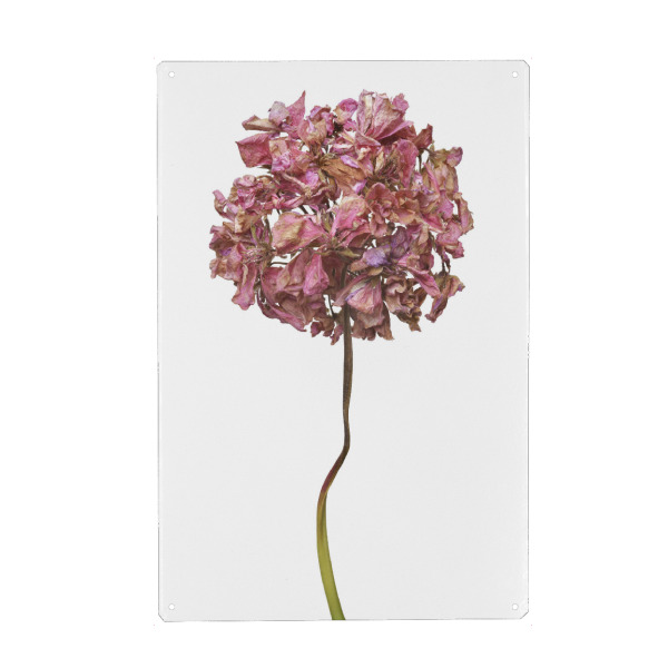 Metall Poster "Geranienblüte" artboxONE - Floral - Natur,Pflanze,Botanik,Pelargonium grandiflorum,Pelargonie,Geranie,Blüte,Herbst,Trocken