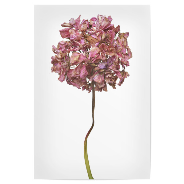 Poster "Geranienblüte" artboxONE - Floral - Natur,Pflanze,Botanik,Pelargonium grandiflorum,Pelargonie,Geranie,Blüte,Herbst,Trocken