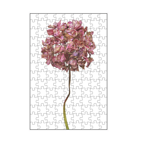 artboxONE Puzzle "Geranienblüte" artboxONE - Floral - Natur,Pflanze,Botanik,Pelargonium grandiflorum,Pelargonie,Geranie,Blüte,Herbst,Trocken