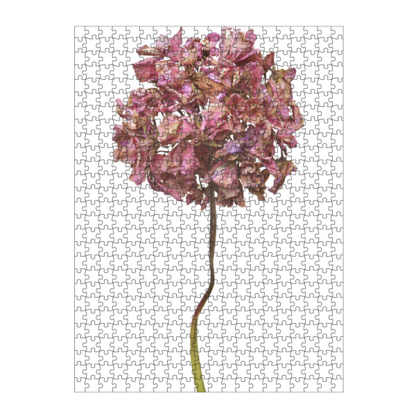 Puzzle Ravensburger "Geranienblüte" artboxONE - Floral - Natur,Pflanze,Botanik,Pelargonium grandiflorum,Pelargonie,Geranie,Blüte,Herbst,Trocken