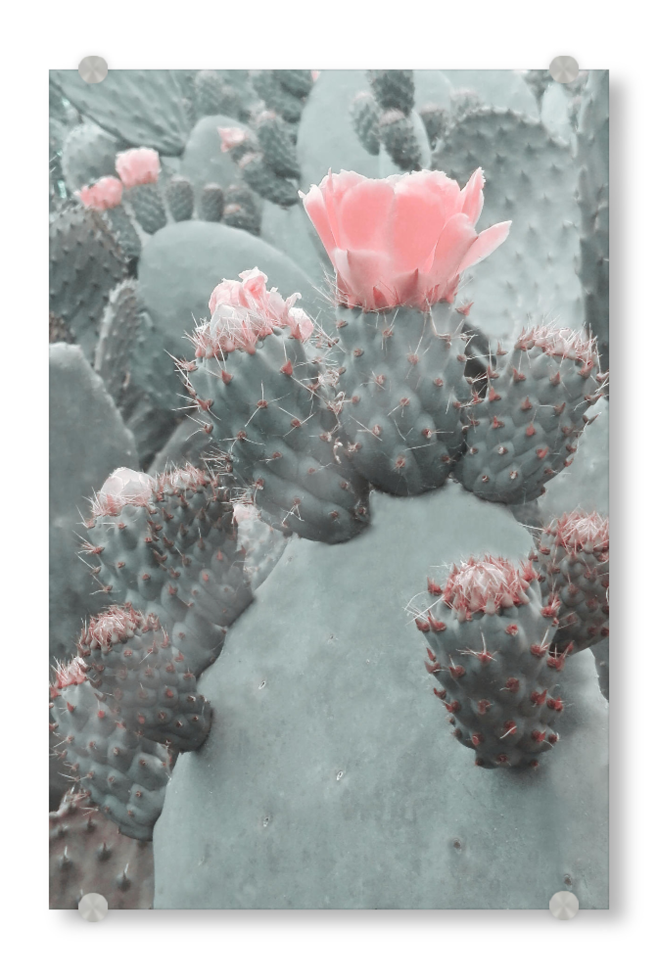 Acrylglasbild "Desert Blossom" artboxONE - Natur,Floral - Cactus,Floral,Flower,Spring,Desert,Blossom