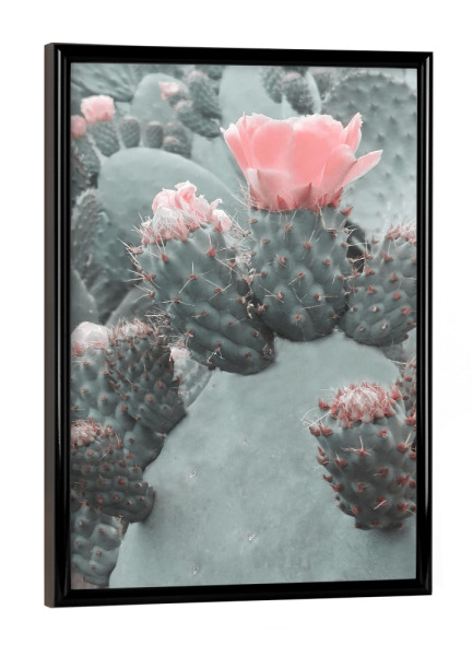 Poster mit schwarzem Rahmen "Desert Blossom" artboxONE - Natur,Floral - Cactus,Floral,Flower,Spring,Desert,Blossom
