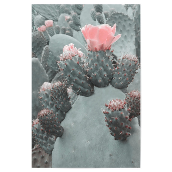 Poster 30x20 cm "Desert Blossom" artboxONE - Natur,Floral - Cactus,Floral,Flower,Spring,Desert,Blossom