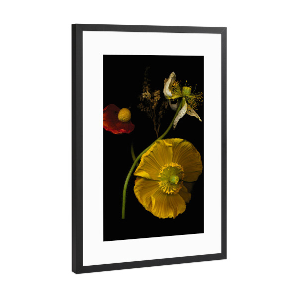 Poster mit Rahmen Schwarz (Metallic) "Leandra" artboxONE - Floral - Mohn,Blumen,Darkart,Darkness,Beauty,Natur,Nature,Black,Sinnlichkeit