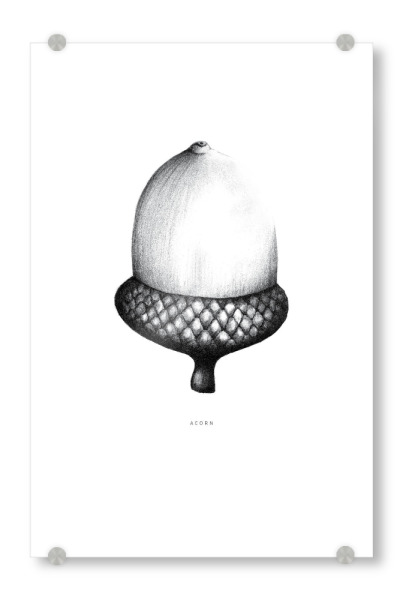 Acrylglasbild "Beautiful acorn black and white" artboxONE - Natur,Floral,Schwarzweiß