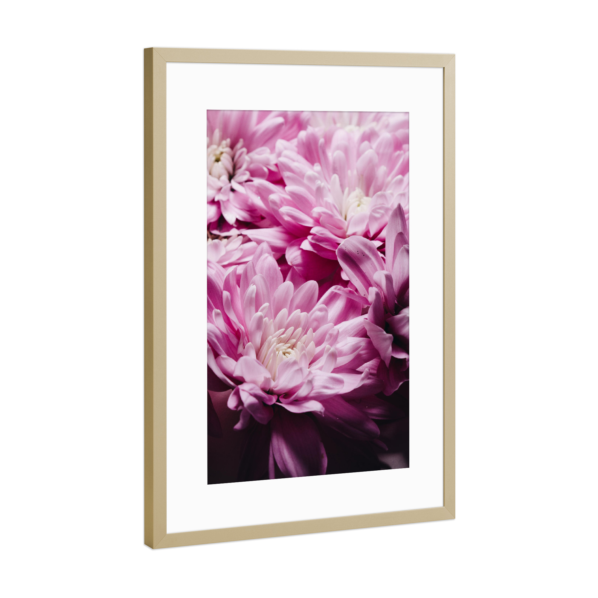 Poster mit Rahmen Gold "Chrysantemum - One of a kind" artboxONE - Floral - Chrysantheme,Blume,Blüten,Blumen