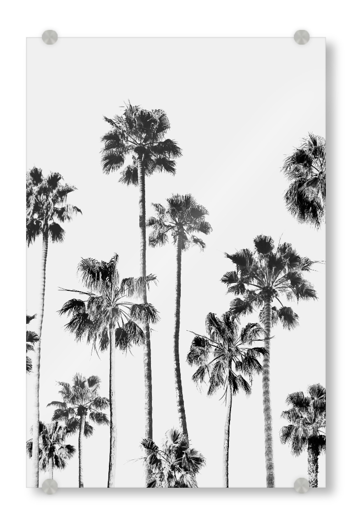 Acrylglasbild "Black & White Palm trees" artboxONE - Natur,Reise,Schwarzweiß,Reise / Strand und Meer