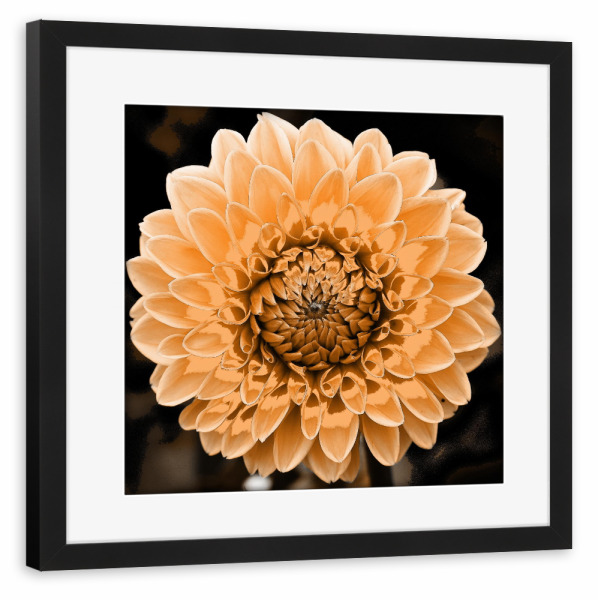 Poster mit Rahmen schwarz "Dahlie Pop Beige" artboxONE - Floral - Dahlie,Blume,Pflanze,Beige