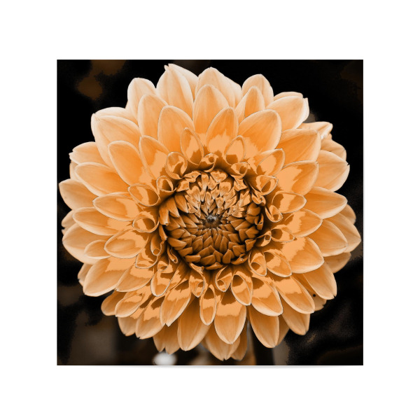 Poster 20x20 cm "Dahlie Pop Beige" artboxONE - Floral - Dahlie,Blume,Pflanze,Beige