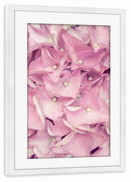 Poster mit Rahmen weiß "Pink Hydrangea Flowers" artboxONE - Floral - Pink,Blush,Flower,Floral,Hydrangeamacrophylla,Garden,Gardening,Spring,Love