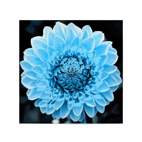 Poster 20x20 cm "Dahlie pop hellblau" artboxONE - Floral - Dahlie,Blau,Pflanze,Blume