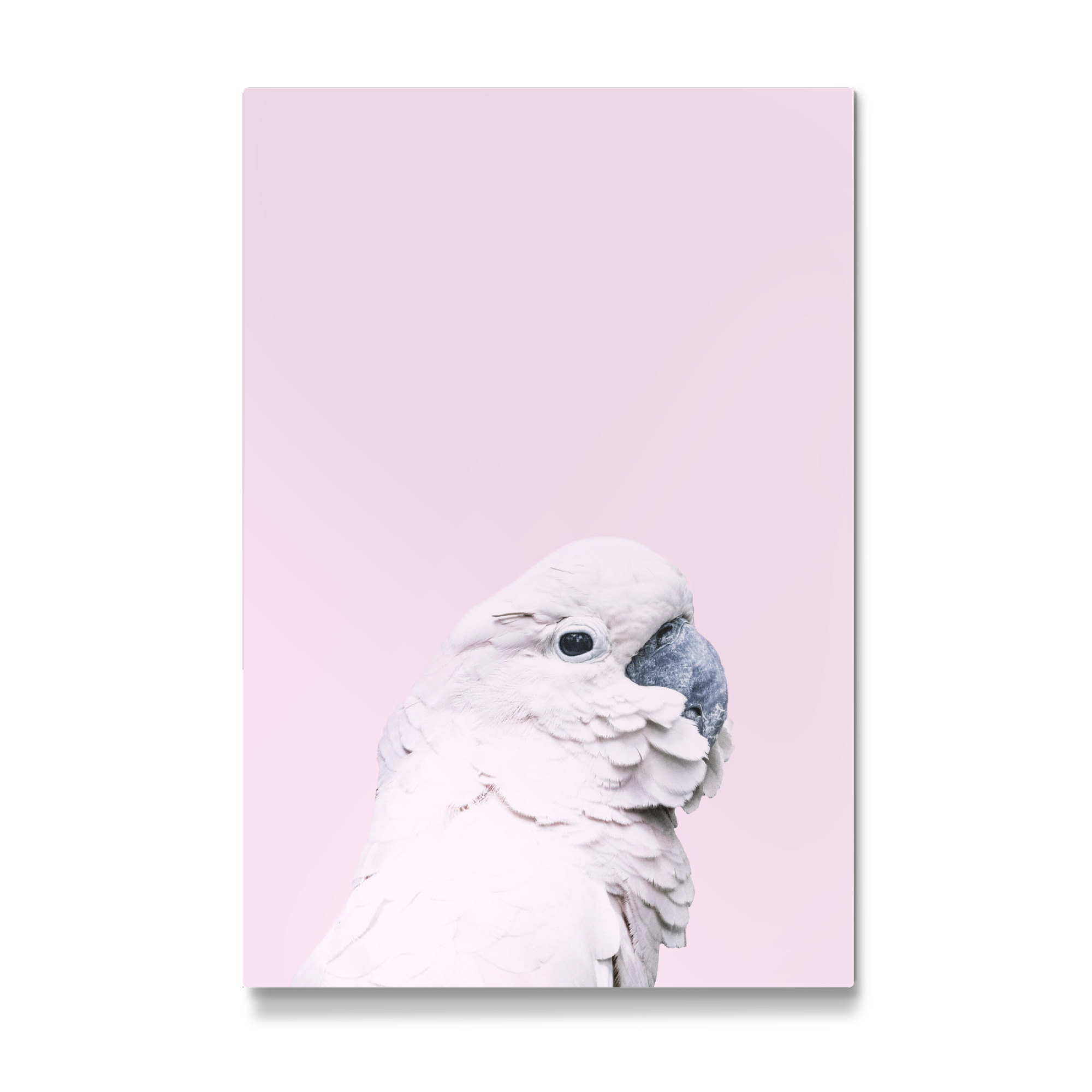 Galerie-Print "Pink Parrot" 30x20 cm artboxONE