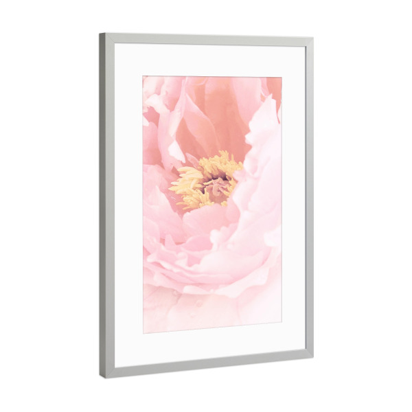 Poster mit Rahmen Silber "Blush Peony" artboxONE - Floral - Peony,Delicate,Flower,Floral,Lovely,Spring