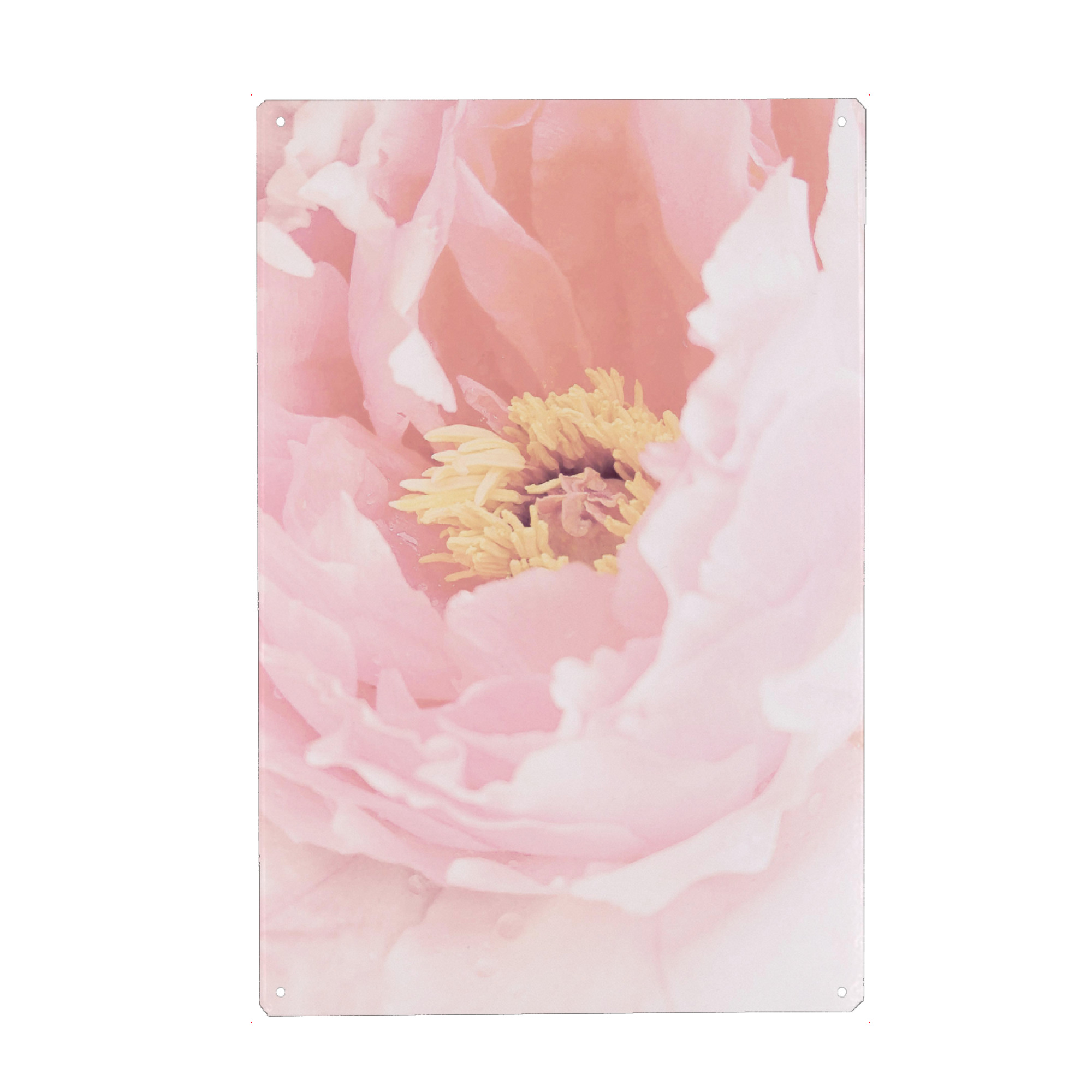 Holzbild "Blush Peony" artboxONE - Floral - Peony,Delicate,Flower,Floral,Lovely,Spring