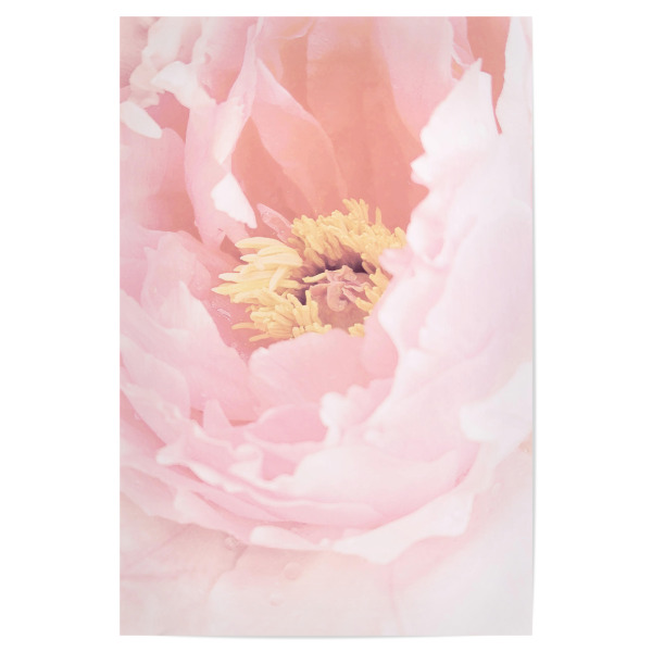 Poster "Blush Peony" artboxONE - Floral - Peony,Delicate,Flower,Floral,Lovely,Spring