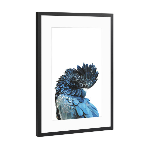 Poster mit Rahmen Schwarz (Metallic) "Blue Bird Art" artboxONE - Tiere - Papagei,Vogel,Tropische vögel