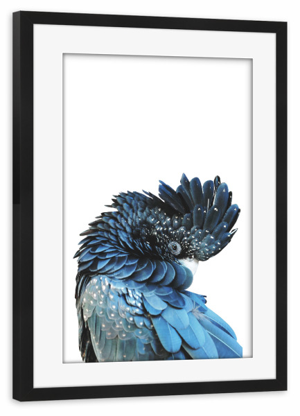 Poster mit Rahmen schwarz "Blue Bird Art" artboxONE - Tiere - Papagei,Vogel,Tropische vögel